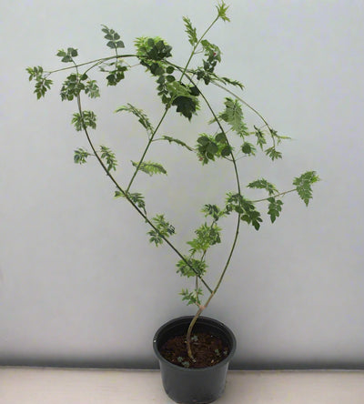 Jasminum Officinale (Rajhati) image 0