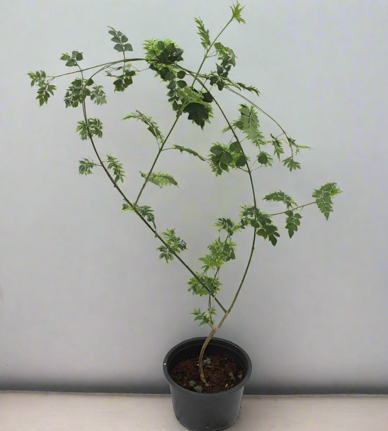 Jasminum Officinale (Rajhati) image 0