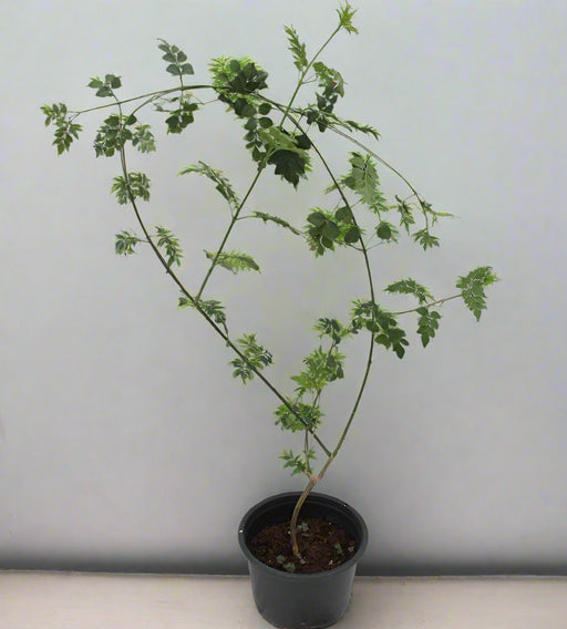 Jasminum Officinale (Rajhati) image 0