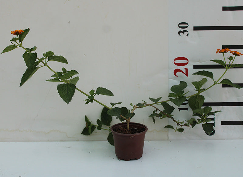 Lantana camara image 0