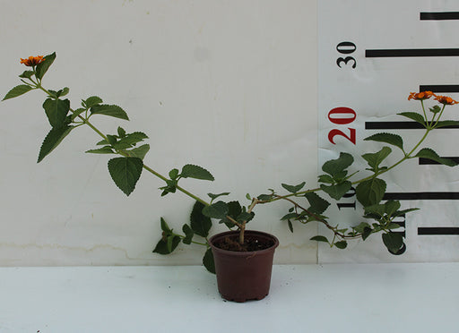 Lantana camara image 0