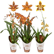 CAMBRIA MIX 1 BRANCH 12CM POT, 70CM HT