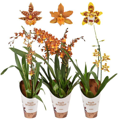 CAMBRIA MIX 1 BRANCH 12CM POT, 70CM HT