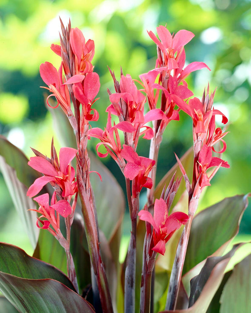 Canna indica "Red Leaf"