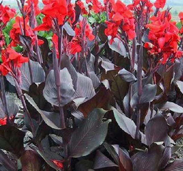 Canna indica "Red Leaf"