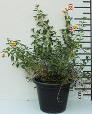 Lantana  " Yellow " image 0