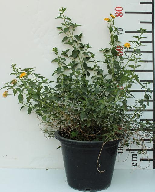 Lantana  " Yellow " image 0