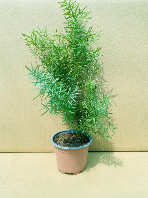 Asparagus sprengeri image 1
