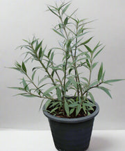 Ruellia ciliosa "purple'' image 0