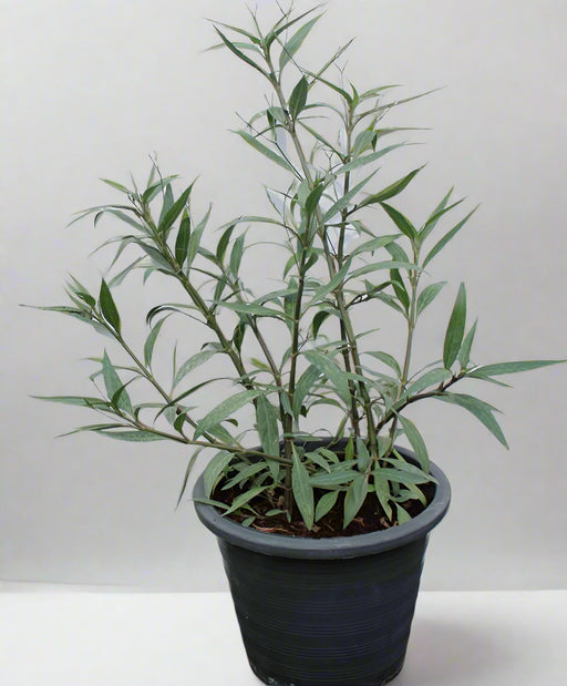 Ruellia ciliosa "purple'' image 0
