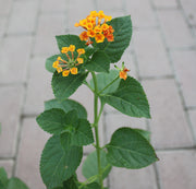 Lantana 'Mix' image 2