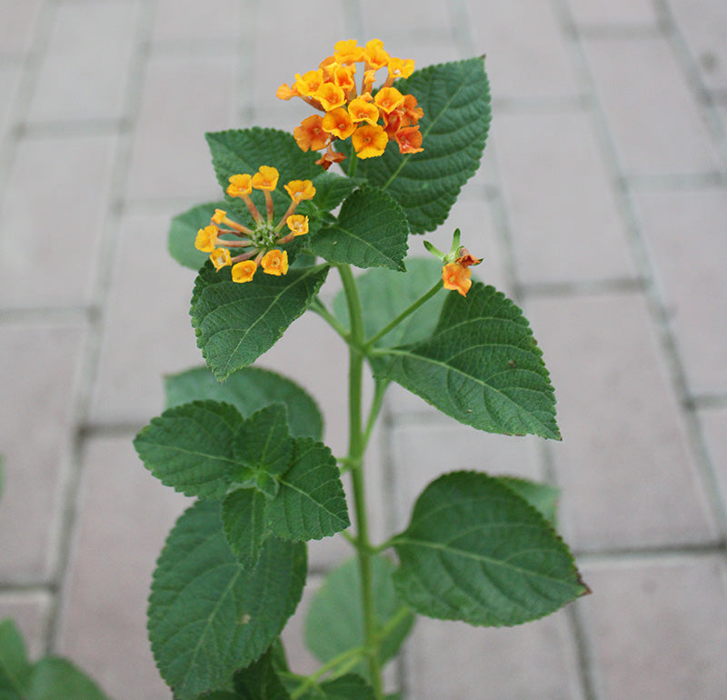 Lantana 'Mix' image 2