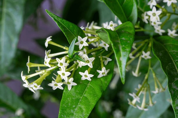 Cestrum nocturnum80 - 100cm Height, 4PP & Bushy