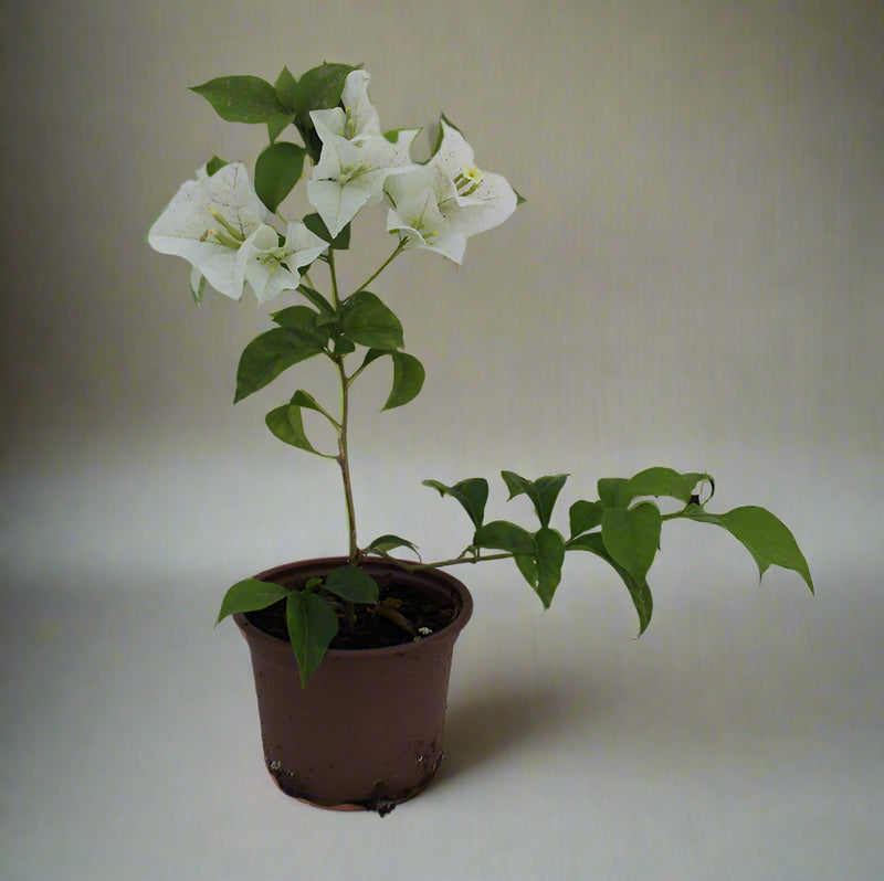 Bougainvillea glabra 'White' image 0