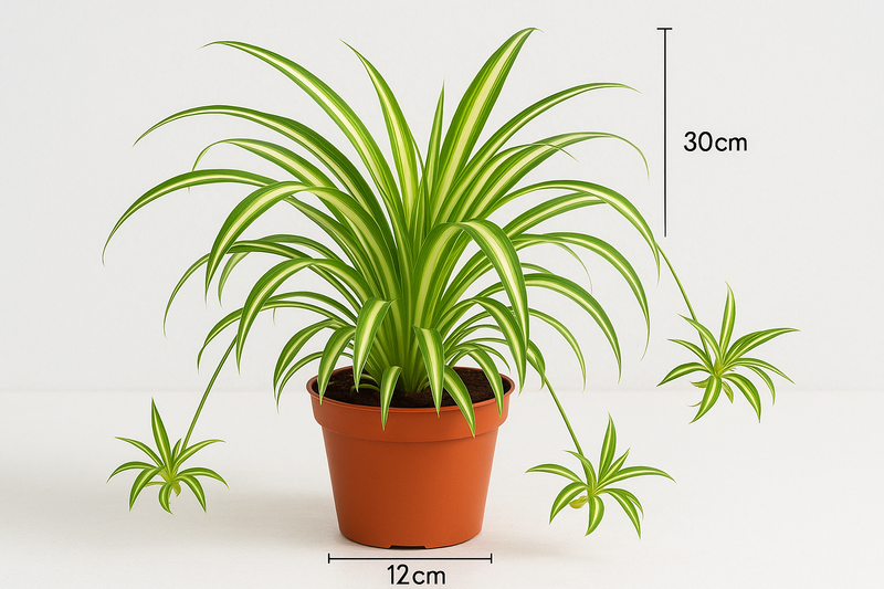Chlorophytum comosum (30cm HT , 12cm Pot)