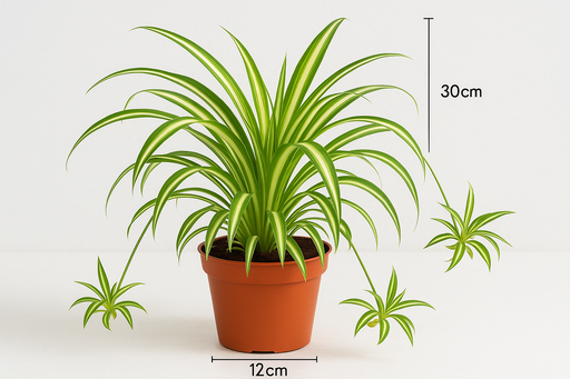 Chlorophytum comosum (30cm HT , 12cm Pot)