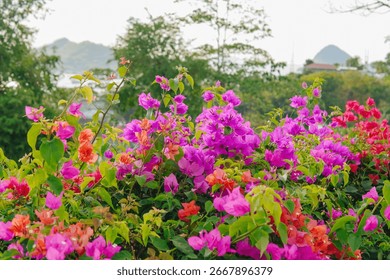 Bougainvillea Glabra "Mix Col" 40-50cm Ht,
