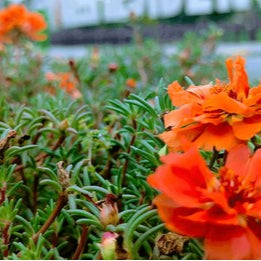 Portulaca grandiflora Mix(10-15cm)