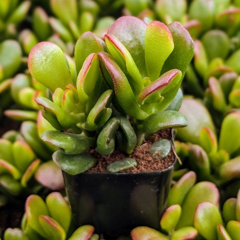 Crassula argentea
