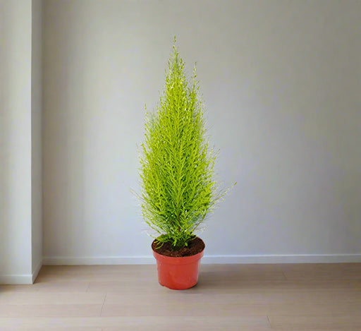 Cupressus macro