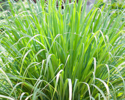Cymbopogon cit: (Lemon Grass) (40-50cm Ht, in 15cm Pot)