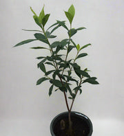 Ixora Coccinea "Red" image 0