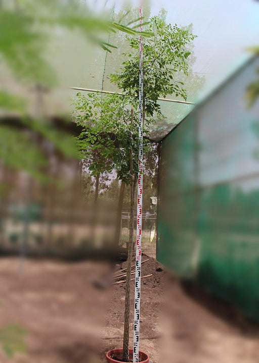 Millingtonia hortensis image 0