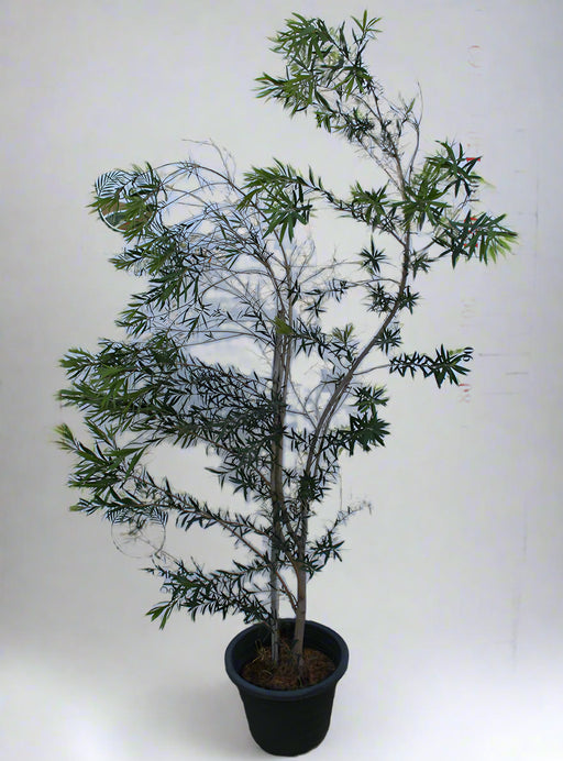 Callistemon viminalis image 0