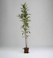 Dodonaea viscosa image 1