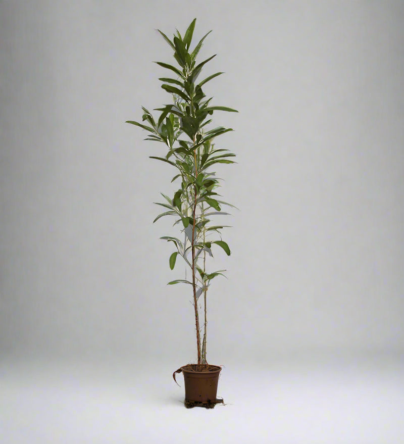 Dodonaea viscosa image 1