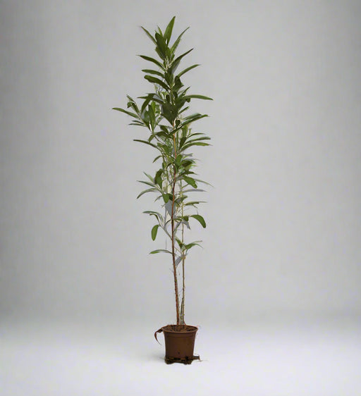 Dodonaea viscosa image 1