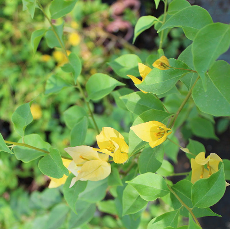 Bougainvillea "yellow" image 2