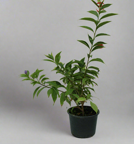 Brunfelsia latifolia image 0