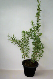 Lawsonia inermes image 0