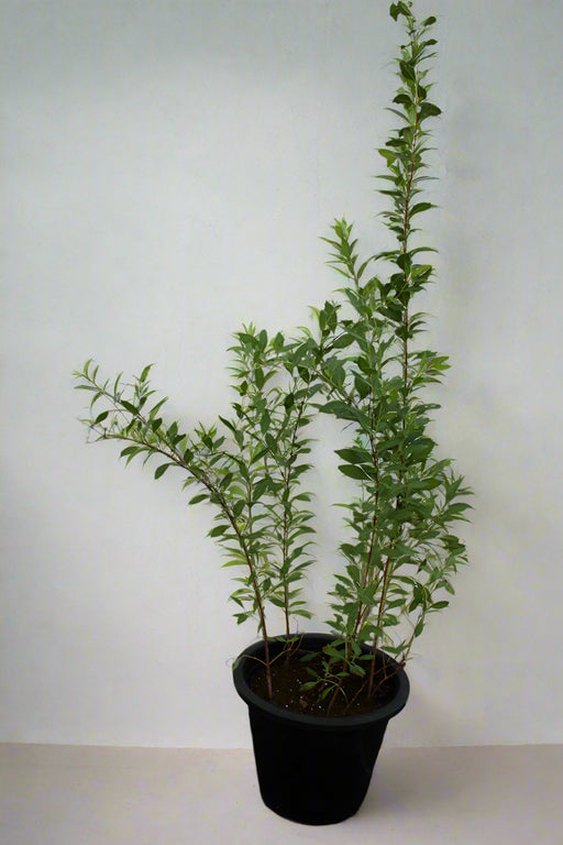 Lawsonia inermes image 0