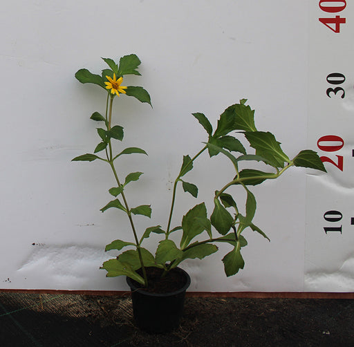 Wedelia trilobata image 1
