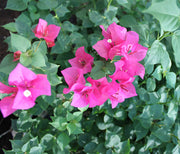 Bougainvillea Spectabilis"Red" image 2