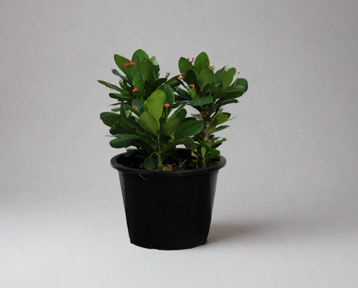 Euphorbia Millii image 0