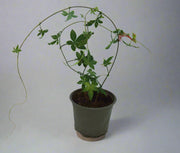 Ipomoea Cairica Palmata image 0