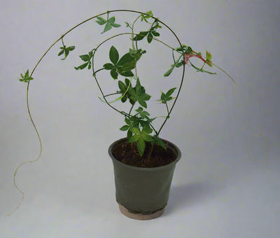 Ipomoea Cairica Palmata image 0