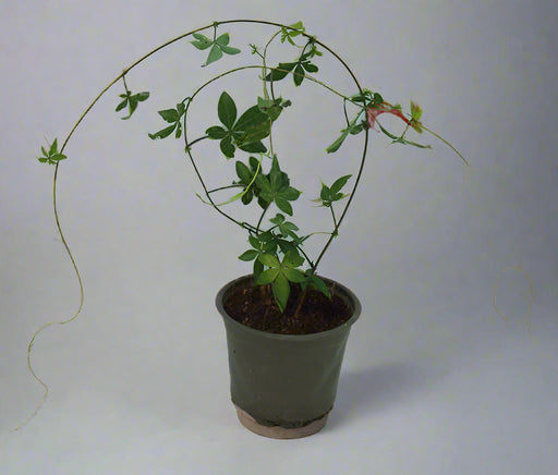 Ipomoea Cairica Palmata image 0