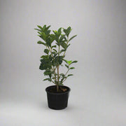 Gardenia Jasmin: "First Love" image 1