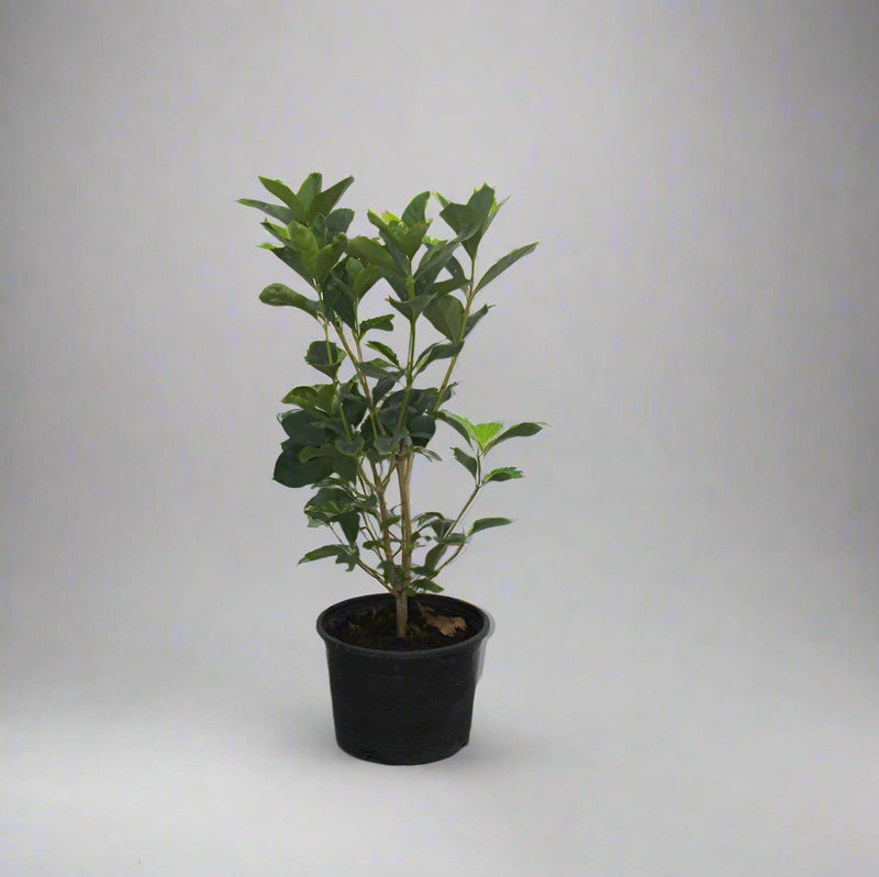 Gardenia Jasmin: "First Love" image 1