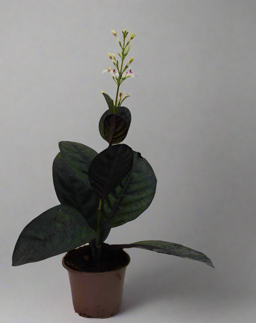 Eranthemum "Green" 10-15cm image 1