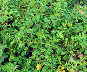 Bougainvillea "yellow" image 3