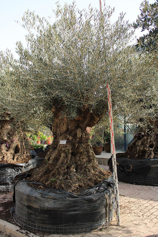 Olea Europaea Pompom PV Tronco image 0