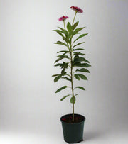Jatropha pandurifolia image 0