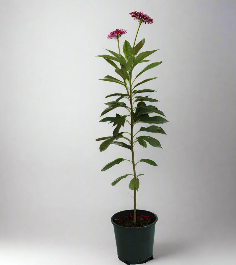Jatropha pandurifolia image 0