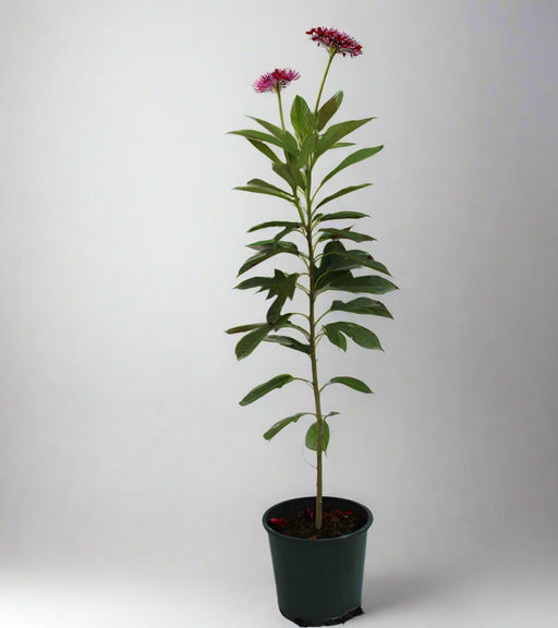 Jatropha pandurifolia image 0