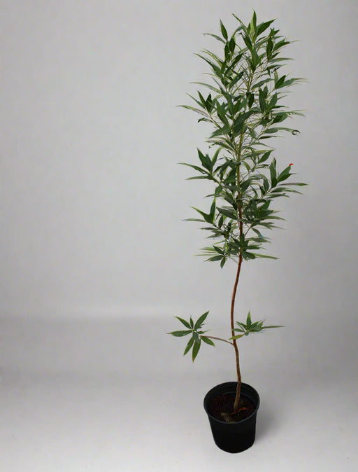 Conocarpus saudi image 0